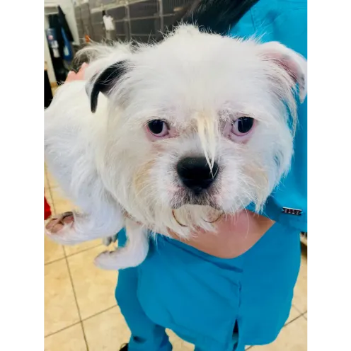 Team Member Holding White Dog